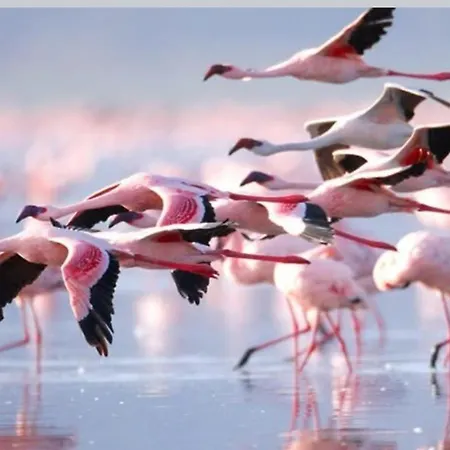 Nicoletta 2 Costa Blanca Torrevieja